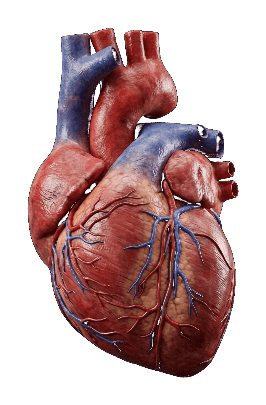 3D human heart
